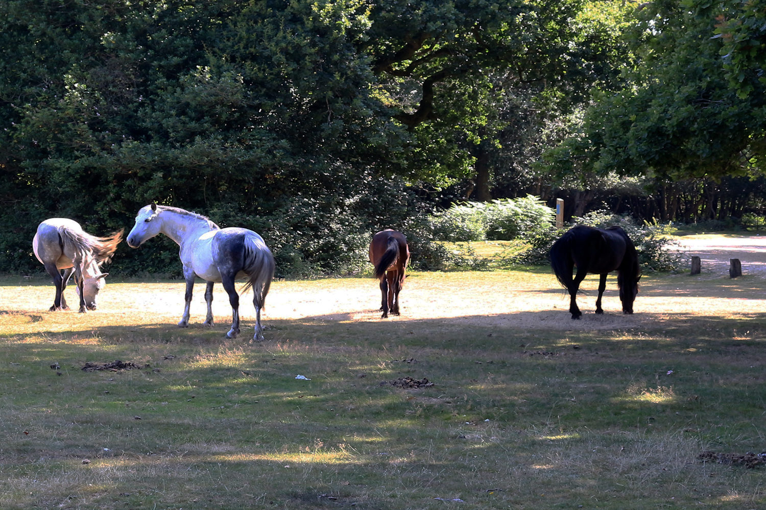 Old – New Forest